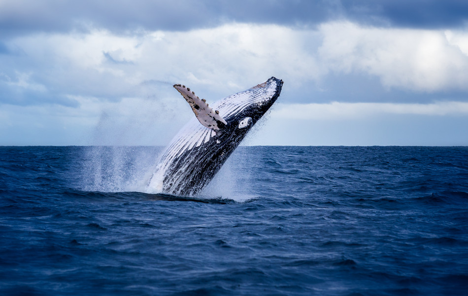 The World's Best Places to See Blue Whales